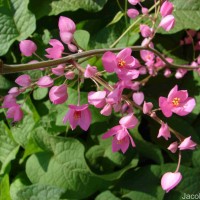 Antigonon leptopus Hook. & Arn.
